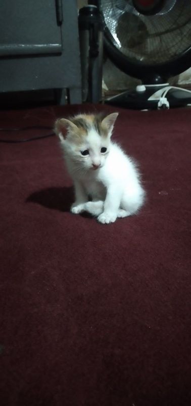 Милый котёнок бесплатно. Yoqimtoy Mushukcha bor 1 oylik hadya qilaman