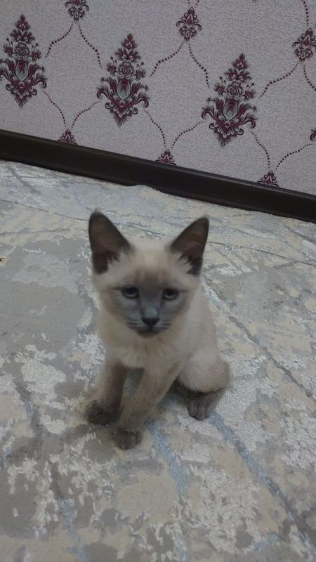 Отдам в добрые руки красивую кошечку Отдам в добрые руки красивую кошечку