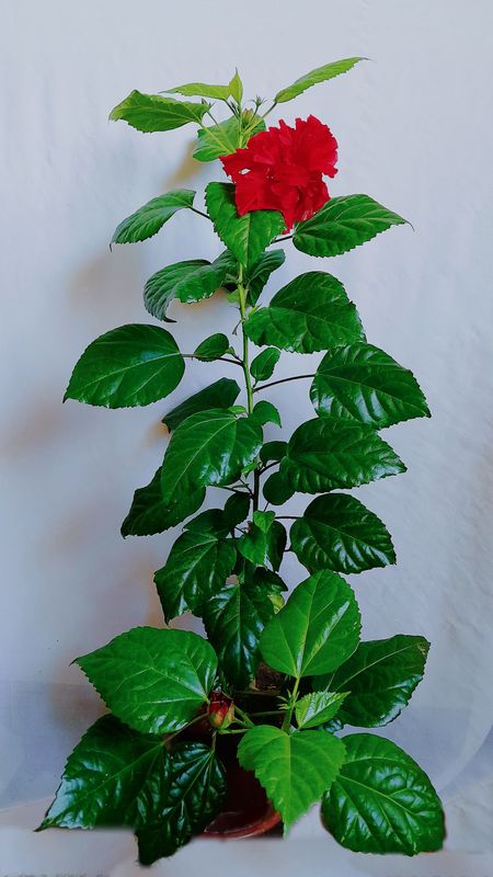 китайский роза