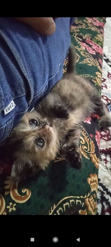 Mushuk bolachasi Mushuk bolachasi