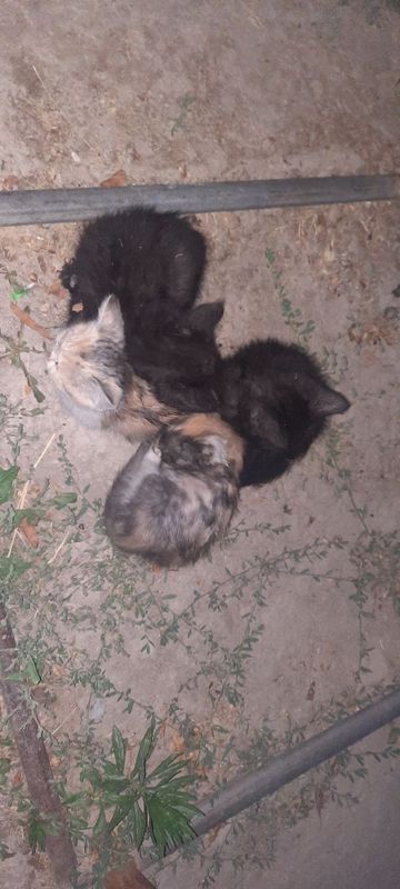 Котята бесплатно Котята бесплатно