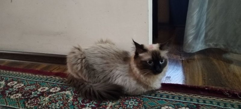 Кошка сиямиская к Кошка сиямиская к