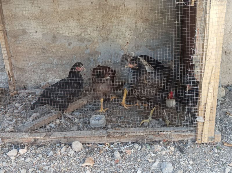 "Zotdor aralash jo‘jalar sotiladi" "Zotdor aralash