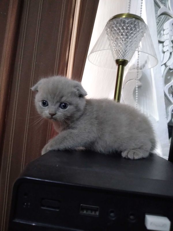 Котенок скотиш страйт Котенок скотиш страйт