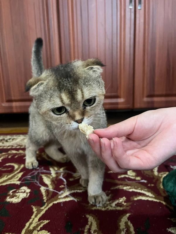 Scottish fold parodali mushuk sotiladii 450 ming som ulgurib qoling! Scottish fold parodali mushuk sotiladii 450 ming som ulgurib qoling!