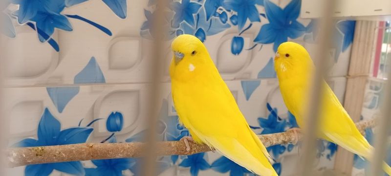 Андурка пара сотилади