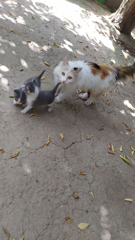 Кошка и котята отдам в хорошие руки Кошка и котята отдам в хорошие руки