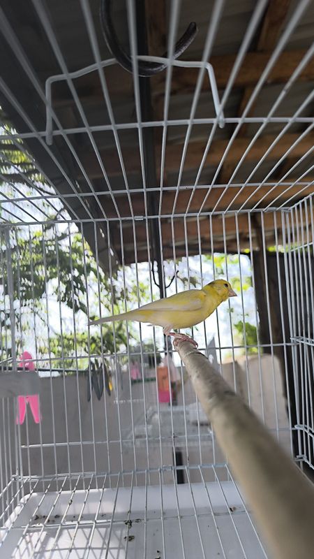 Limon kanareyka sotiladi traynik Limon kanareyka sotiladi traynik