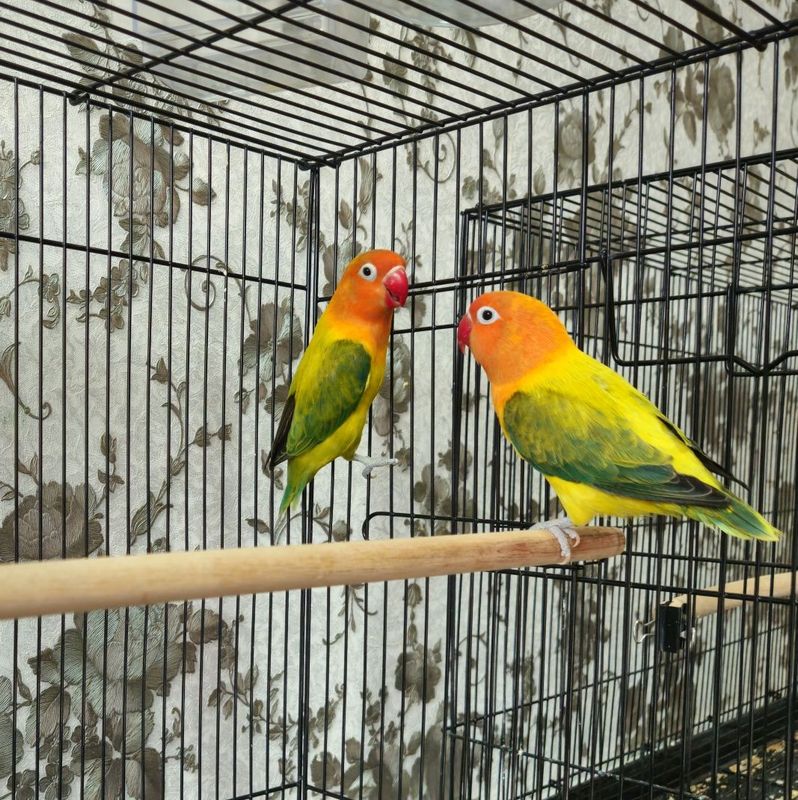 Green euwing apoline. Самка, самец Green euwing apoline. Самка, самец