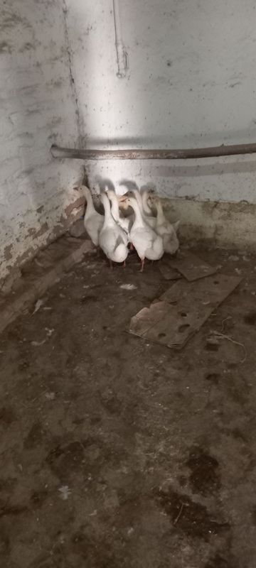 Ģ'oz bolari sotladi 7 dona