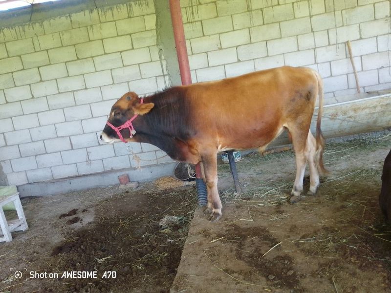 Buqa sotiladi Buxoro Buqa sotiladi Buxoro