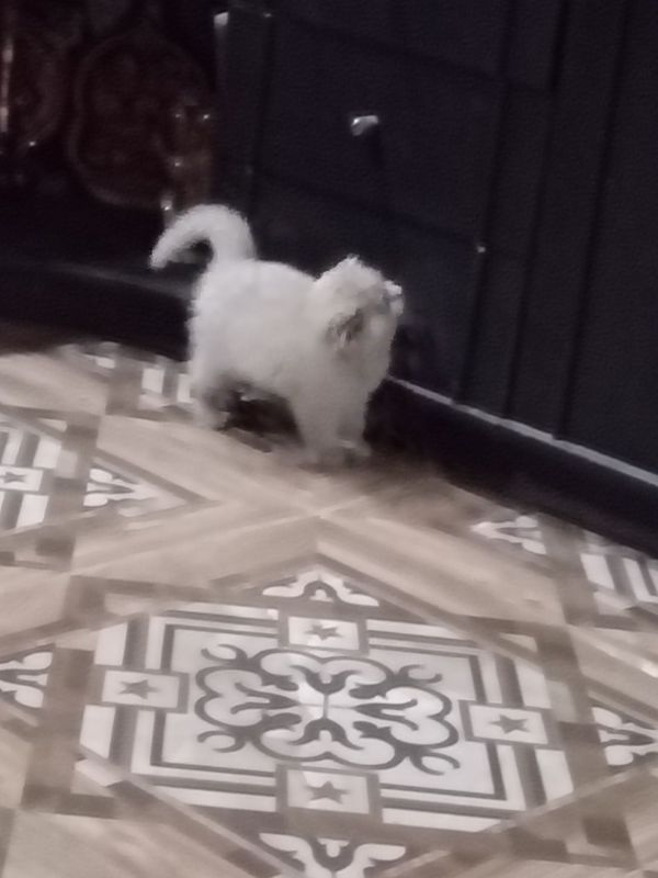Котята Скоттиш фолд правильной вязки Котята Скоттиш фолд правильной вязки