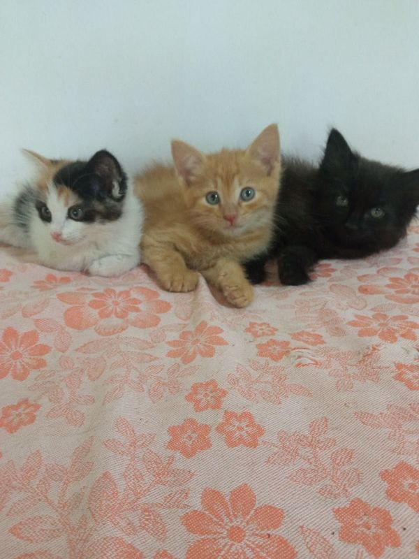Котята Бесплатно Котята Бесплатно