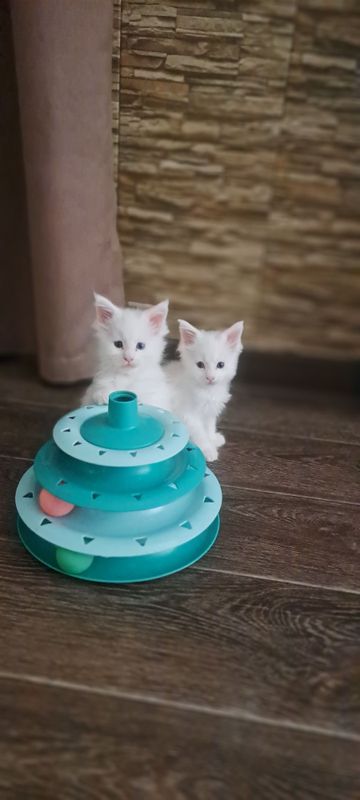 Продаються котята Продаються котята