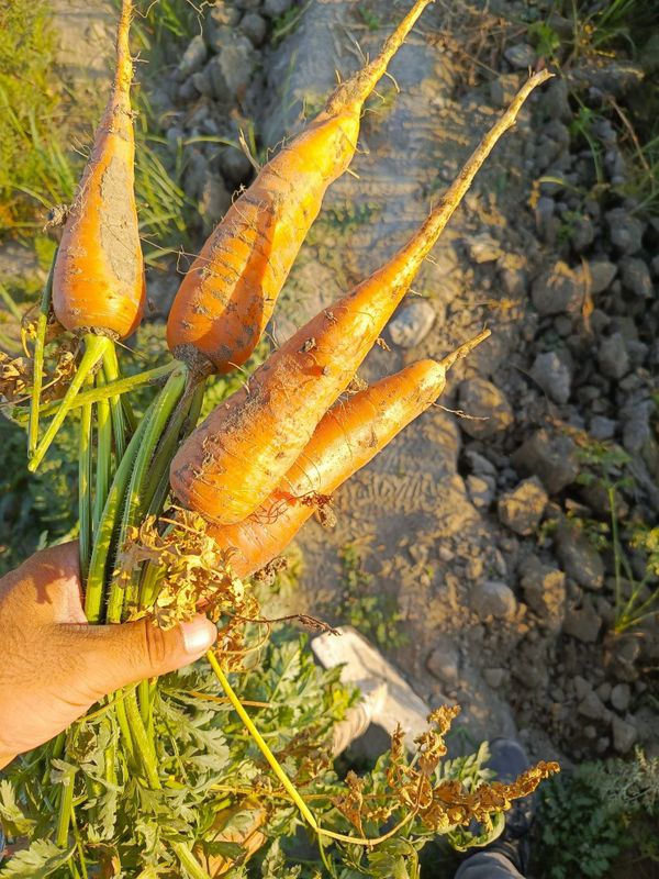 Sabzi sotiladi optom 3000 Sabzi sotiladi optom 3000