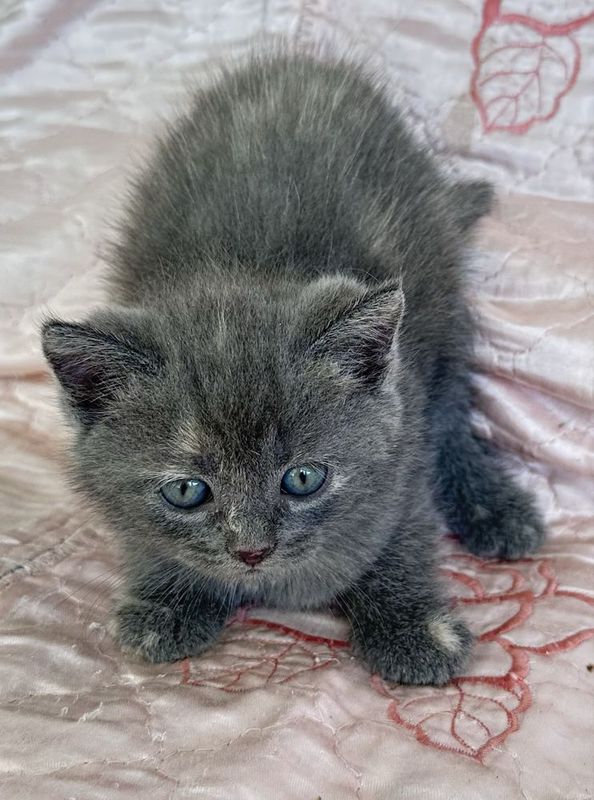 Котенок скотиш страйт девочка