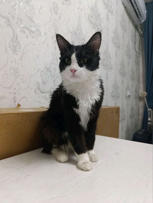🐾 Продается кот Blackie — элитный мейн-кун 🖤🤍 🐾 Продается кот Blackie — элитный мейн-кун 🖤🤍