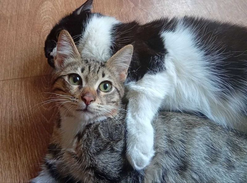Котенок Мальчик 4 месяца