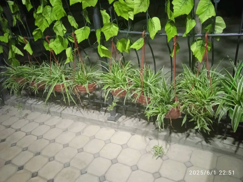 Хлорофитум домашний цветы