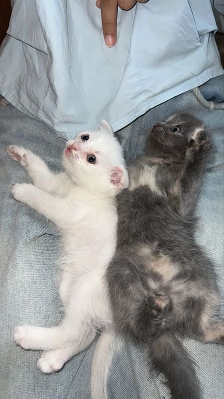Котята : вислоухая и скоттиш-страйд Котята : вислоухая и скоттиш-страйд