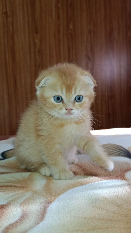 Продается котенок