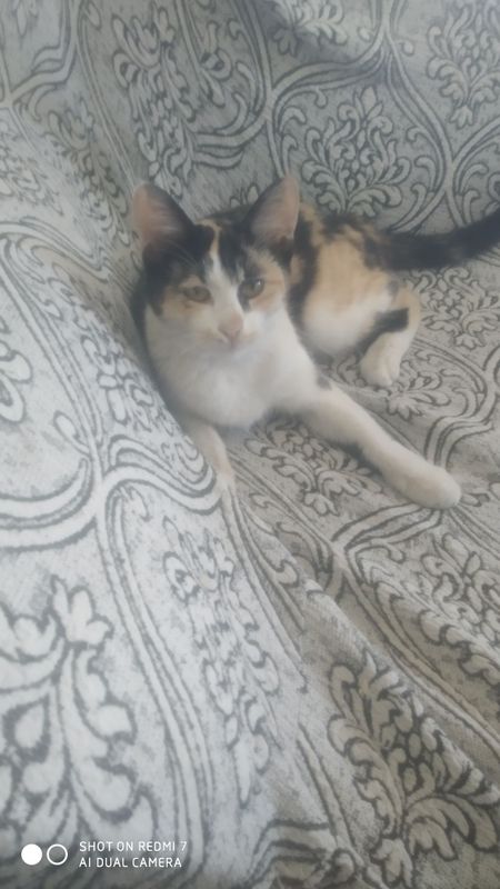 Кошка трёхцветная Mshuk uch rangli Кошка трёхцветная Mshuk uch rangli