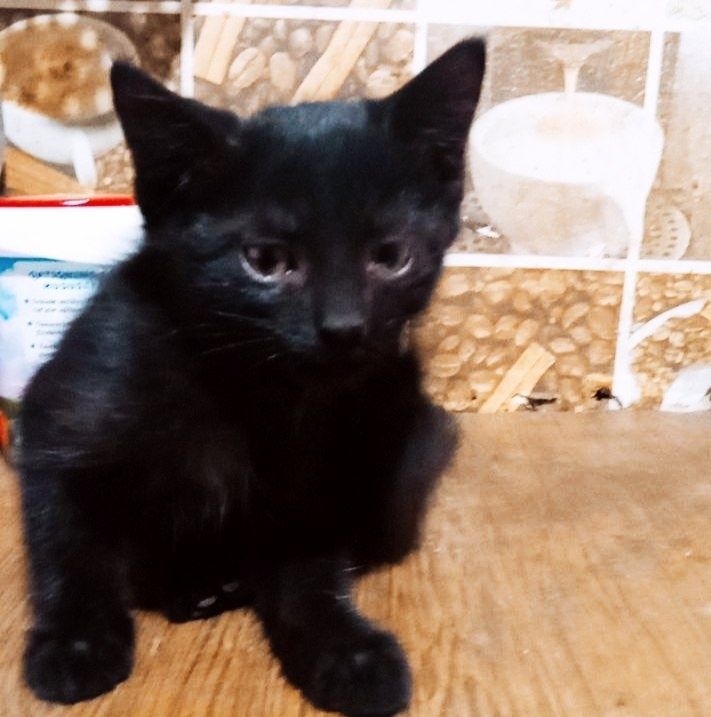 Отдам бесплатно котёнка Отдам бесплатно котёнка