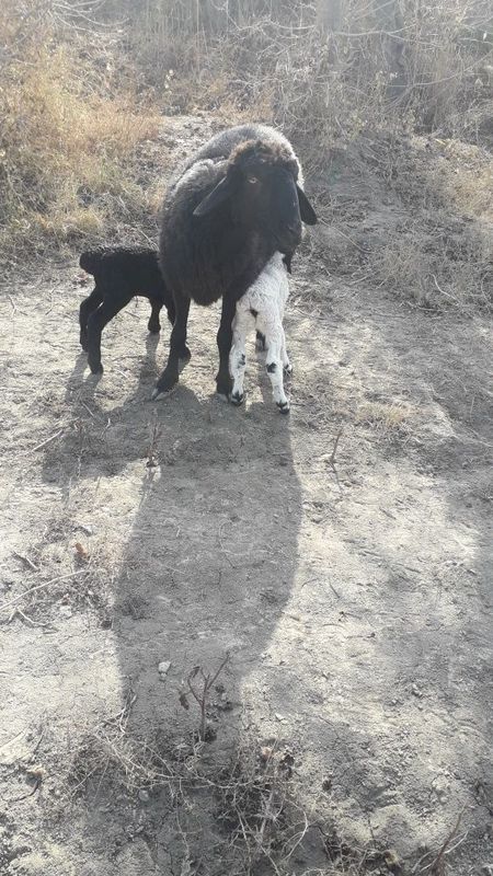 Она бола куй 1 туккан, 2 туккан куй сотилади.