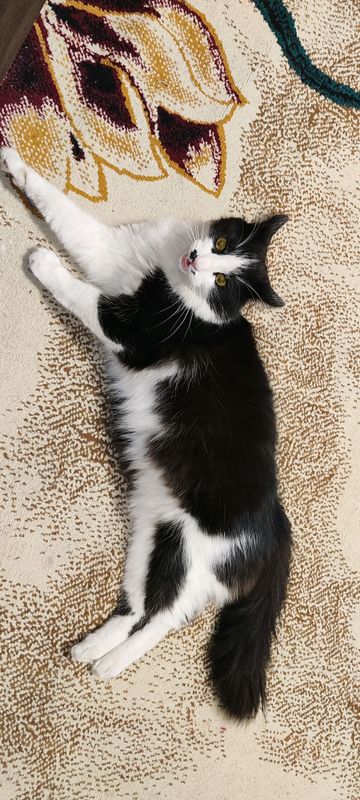 кошка кошка