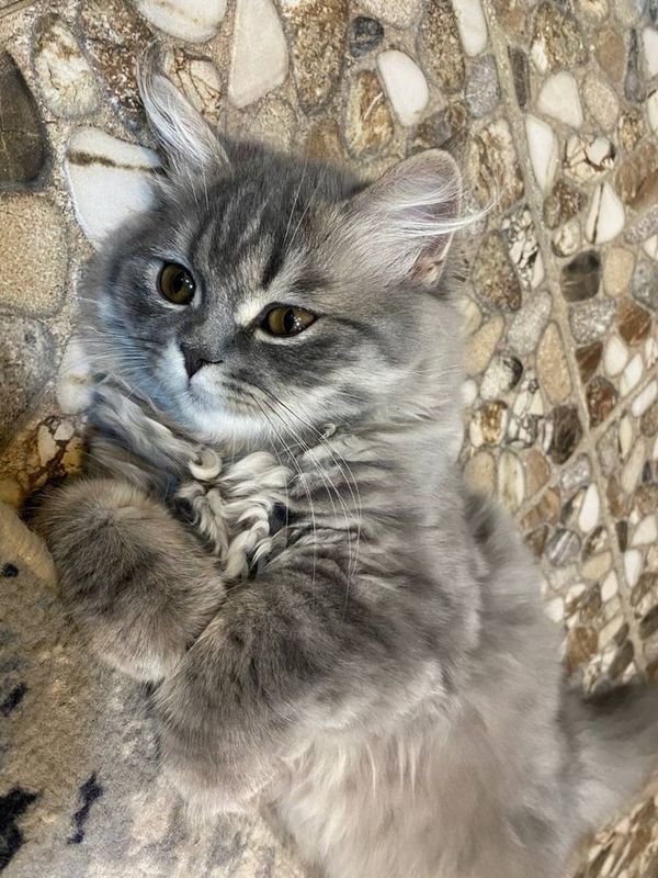 Вислоухая кошка Вислоухая кошка