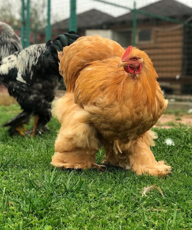 Koxinxin gigant inkubatr tuxumlari sotuvda qirgiz liniya