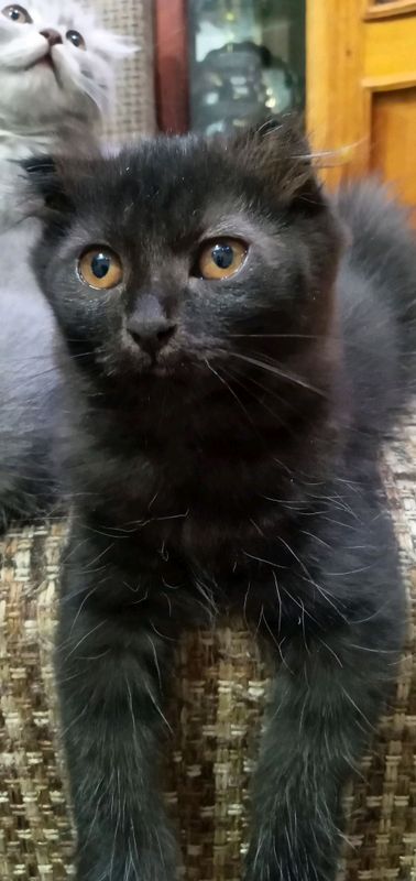 Скоттиш страйт Скоттиш страйт