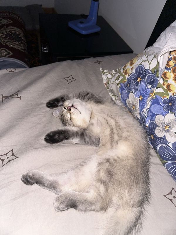 Кошка Шиншилла серебристий Кошка Шиншилла серебристий