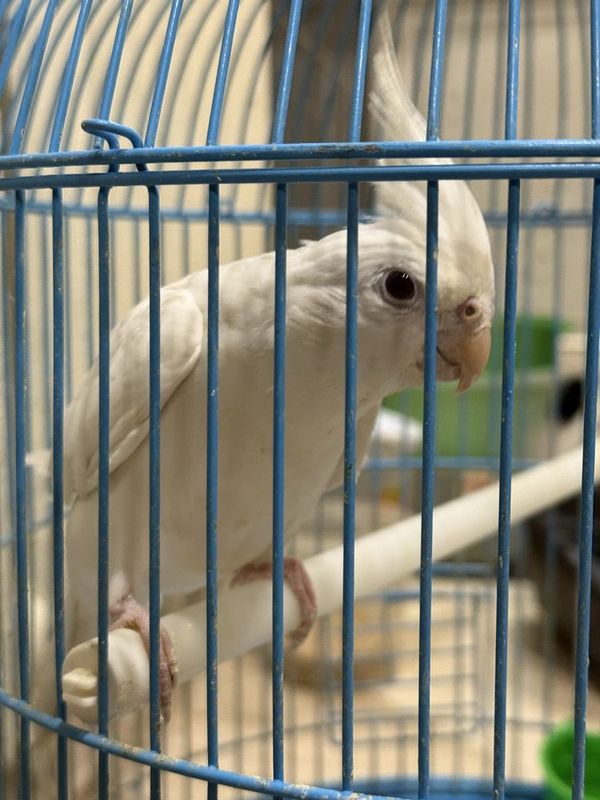 попугай корелла ручной попугай корелла ручной