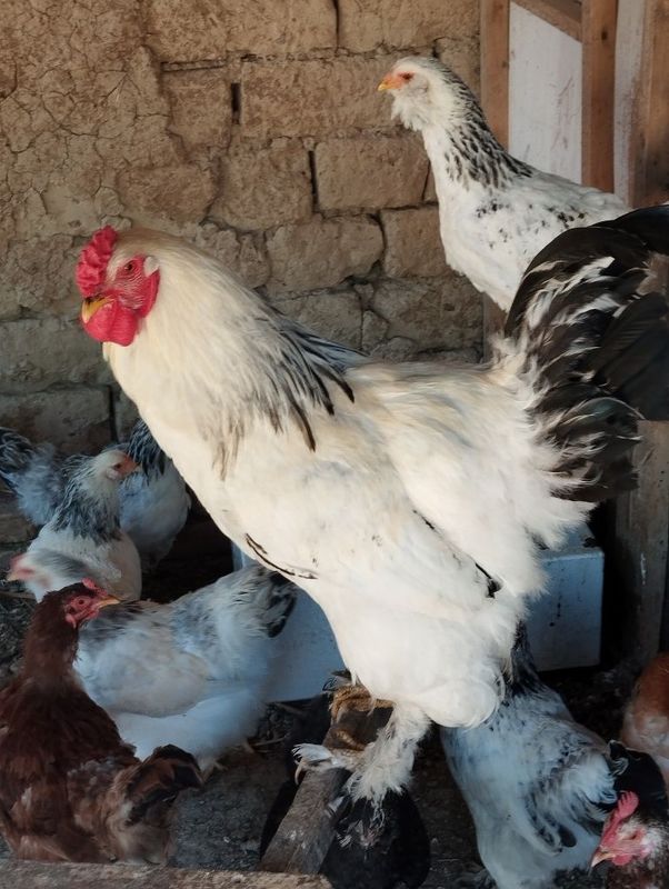Xoroz brama tovula aralash Xoroz brama tovula aralash