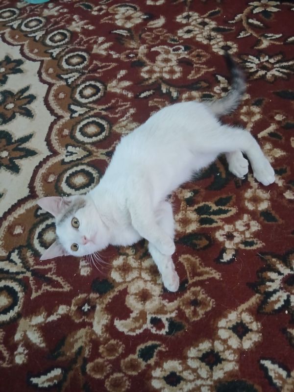 mushukcha bepul beriladi faqat yaxshi qaraydiganga