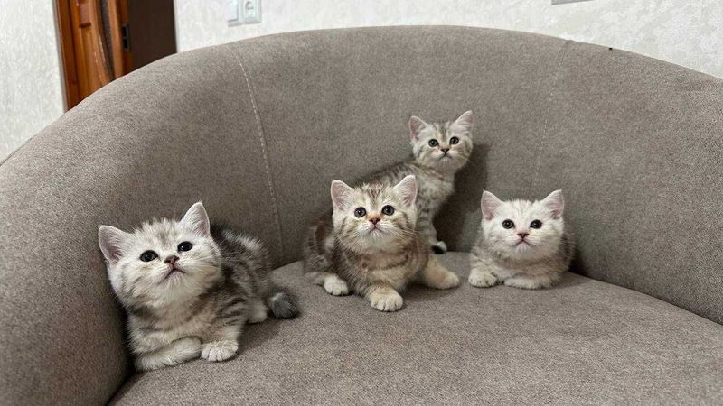 Котята в хорошие руки. Приучены к лотку, кушают сами.