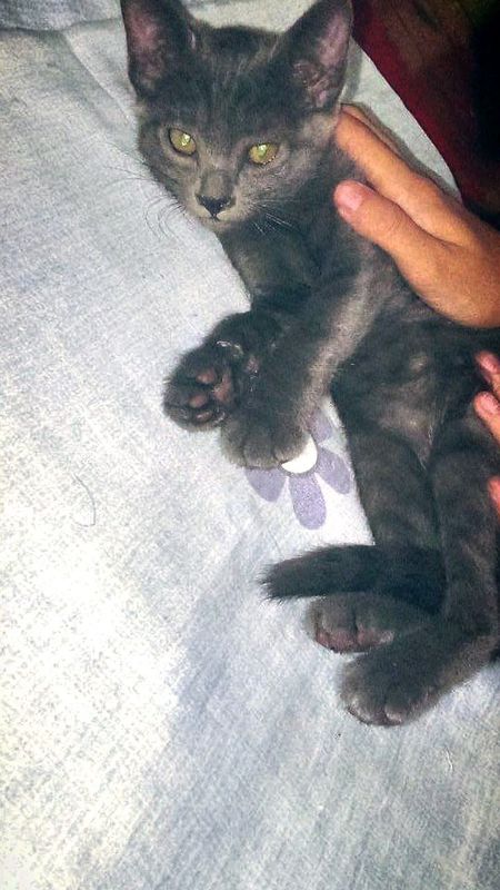 Бесплатно отдадим котёнка в добрые руки Бесплатно отдадим котёнка в добрые руки
