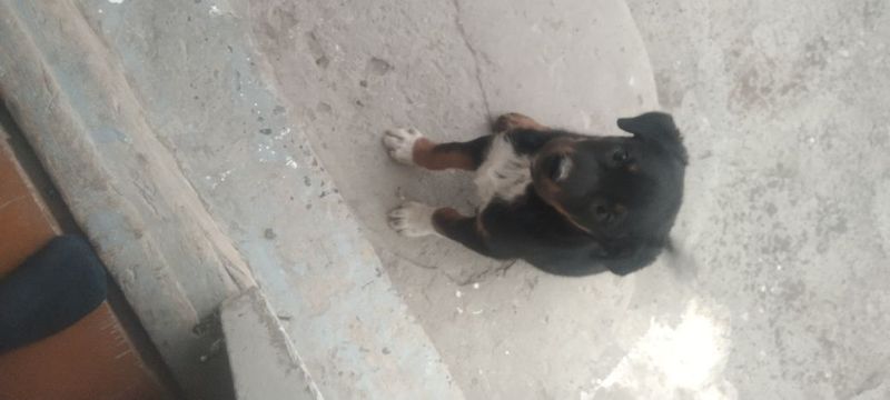 Rotveyler it sotiladi, toza paroda! Rotveyler it sotiladi, toza paroda!