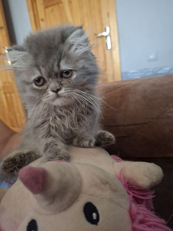 Продаётся котёнок Продаётся котёнок