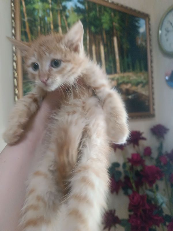 котёнок в добрые руки! котёнок в добрые руки!