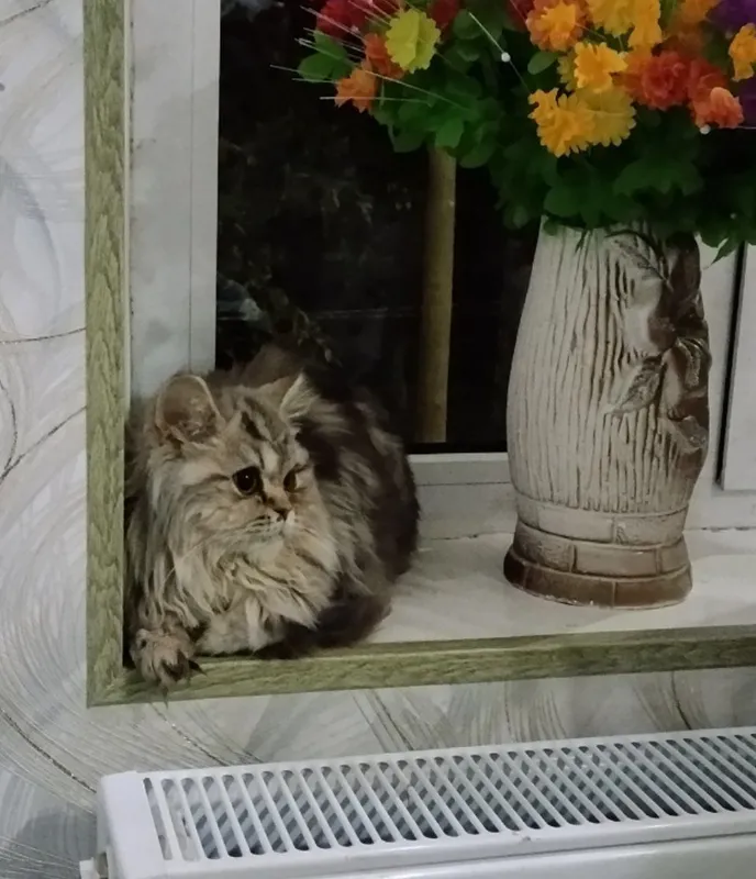 shatlanskiy mramor shinshilla 5 oylik qizbola