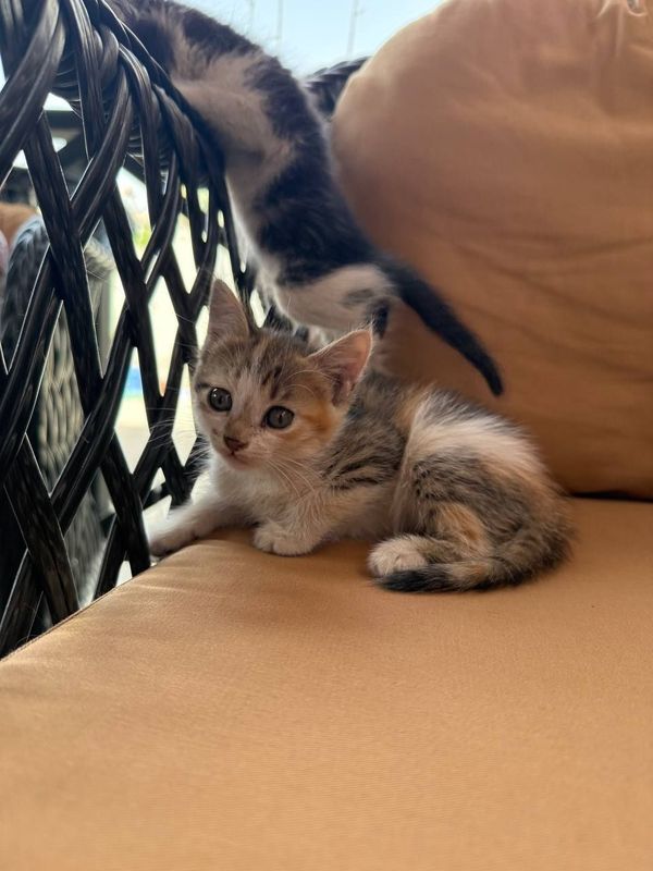 Котятки в добрые ручки Котятки в добрые ручки