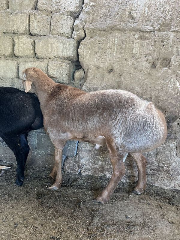Qo’chqor +45 kg (qoy qo’y бараны) Qo’chqor +45 kg (qoy qo’y бараны)