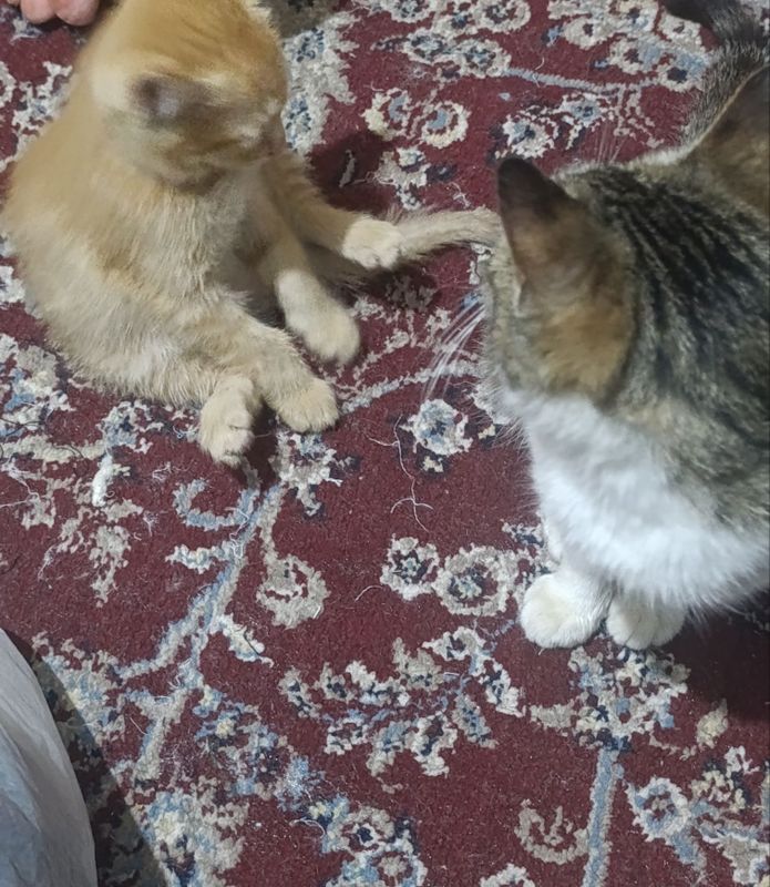 Mushuk bolasi kichkina Mushuk bolasi kichkina