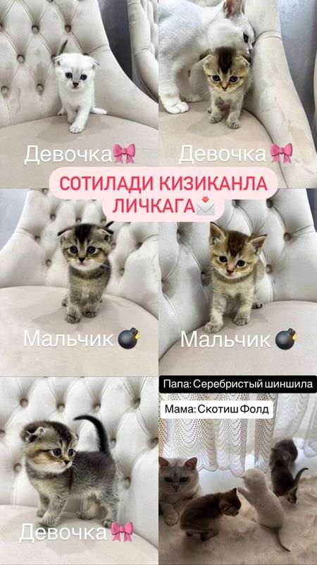Продается котята шиншила фолд Продается котята шиншила фолд
