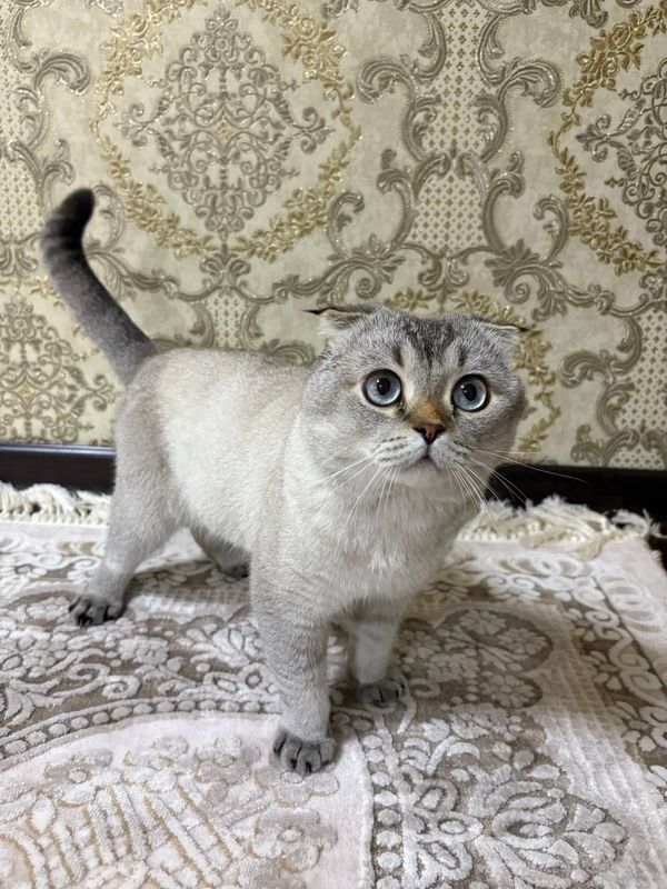 Scottish Fold Silver Chinchilla Point Mushugi -3 yoshda Scottish Fold Silver Chinchilla Point Mushugi -3 yoshda