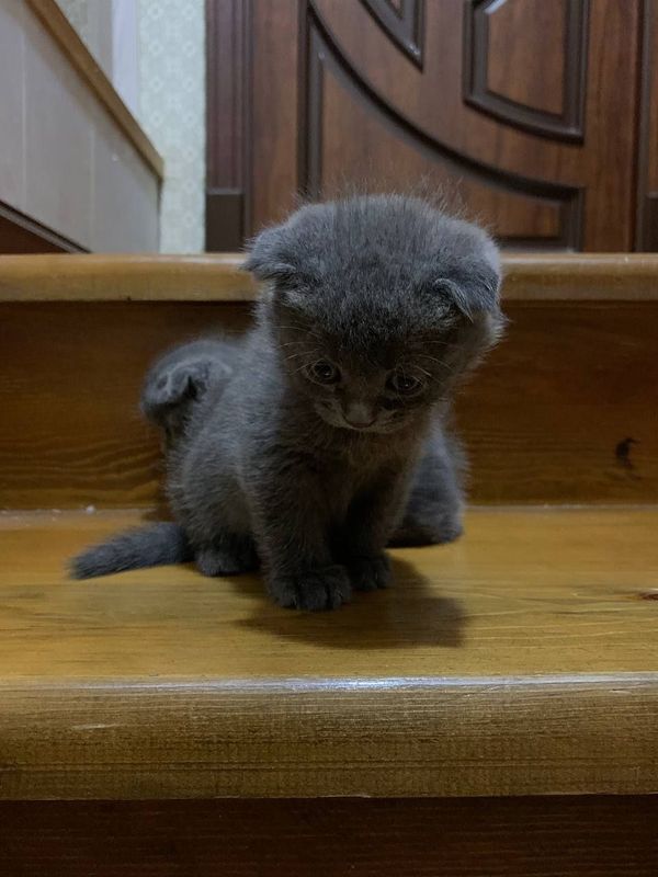 Кошки Скотиш фолд 3 малчик 1 девочка Кошки Скотиш фолд 3 малчик 1 девочка