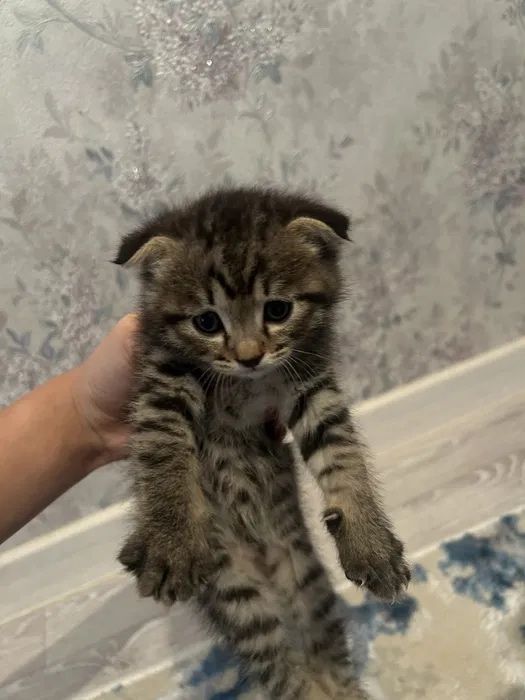 Скоттиш фолд тигрёнок мальчик Скоттиш фолд тигрёнок мальчик