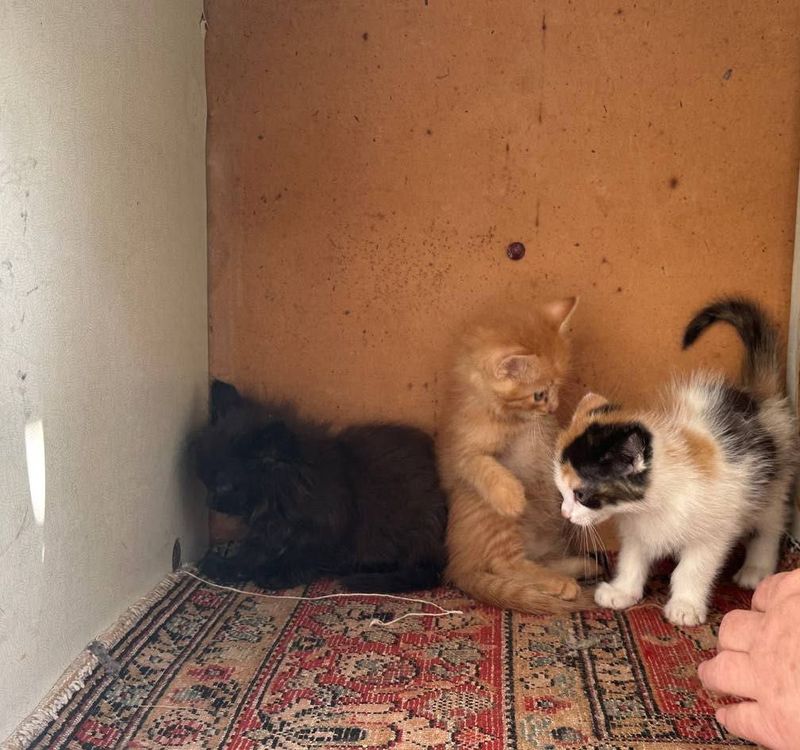 Котята БЕсПлАтНо Котята БЕсПлАтНо